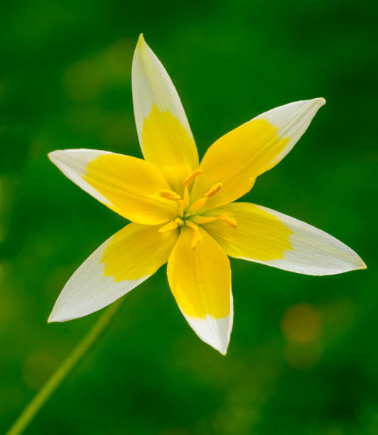 miniature tulip white and yellow against green grass miniature tulip white and yellow against green grass tulipa tarda stock pictures, royalty-free photos & images