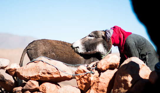 21th October 2015: View on female Nomad and donkey in front of nomade in cave in Morocco