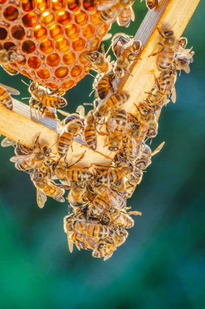 istock honey bees on honeycomb in apiary in late summertime 1145918072