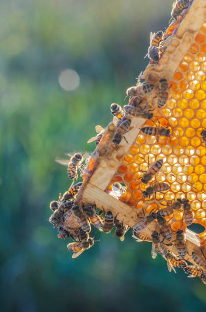 istock honey bees on honeycomb in apiary in late summertime 1145918155