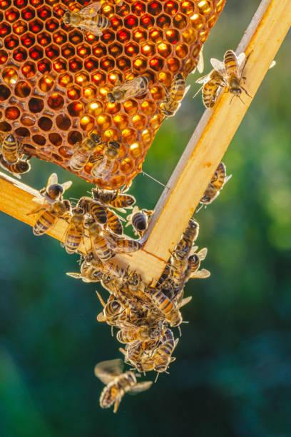 istock honey bees on honeycomb in apiary in late summertime 1145918198
