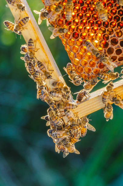 istock honey bees on honeycomb in apiary in late summertime 1145918201