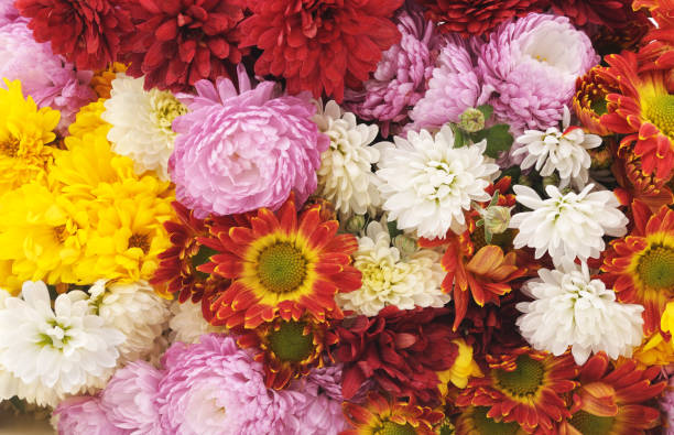 istock Many beautiful flowers. 1145918816
