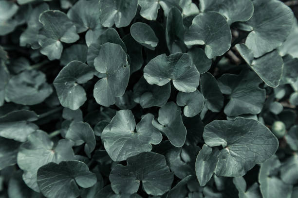 istock Dark green background flowers leaves 1145918911