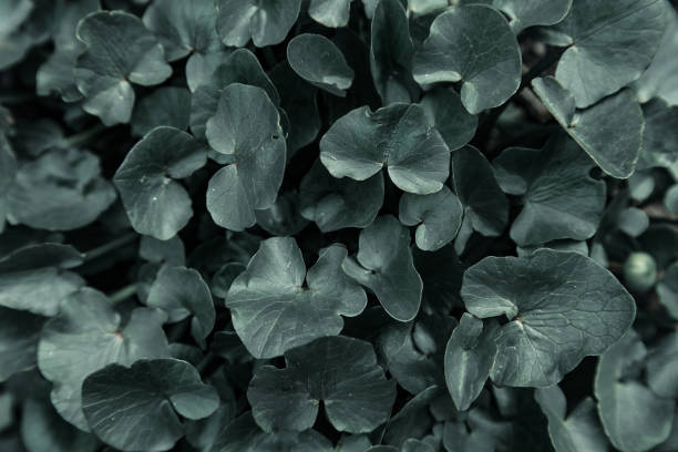 istock Dark green background flowers leaves 1145918969
