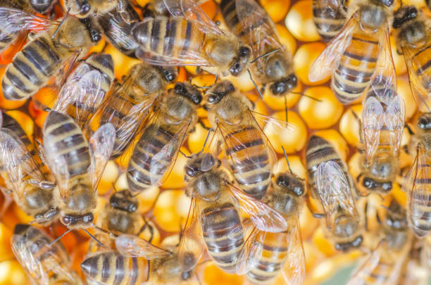 istock honey bees on honeycomb in apiary in late summertime 1145919012