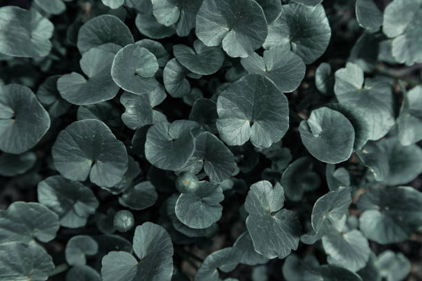 istock Dark green background flowers leaves 1145919094