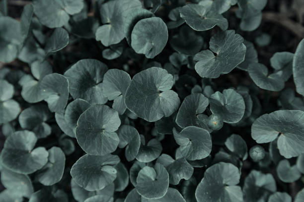 istock Dark green background flowers leaves 1145919200