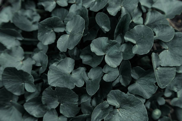 istock Dark green background flowers leaves 1145919335