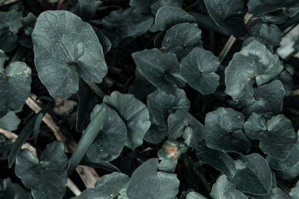 istock Dark green background flowers leaves 1145919363