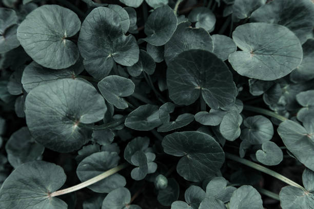 istock Dark green background flowers leaves 1145919377