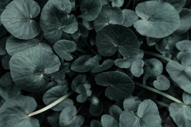 istock Dark green background flowers leaves 1145919396
