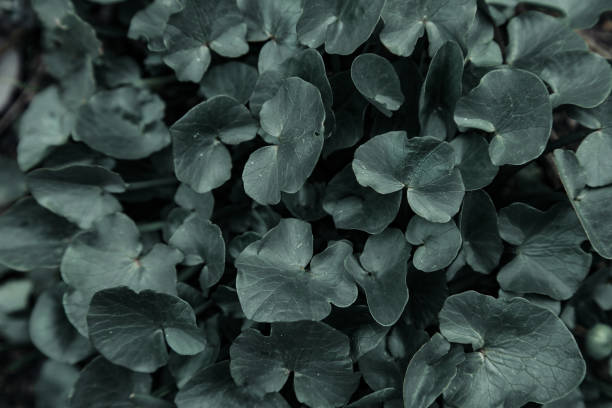 istock Dark green background flowers leaves 1145919404