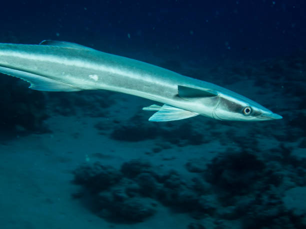 istock Sharksucker (Echeneis naucrates). Taking in Red Sea, Egypt. 1145919469