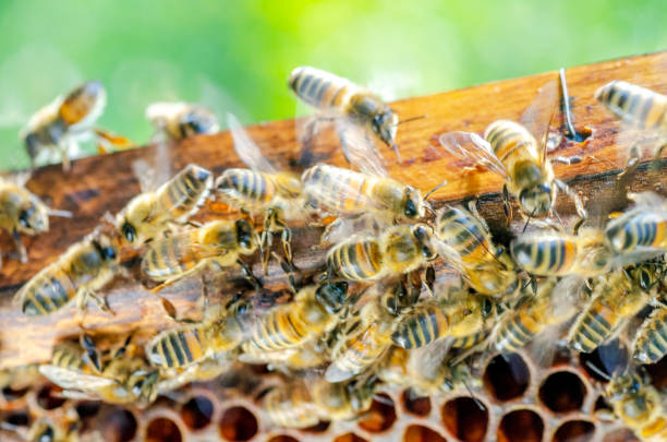 istock honey bees on honeycomb in apiary in late summertime 1145919540