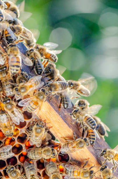 istock honey bees on honeycomb in apiary in late summertime 1145919676