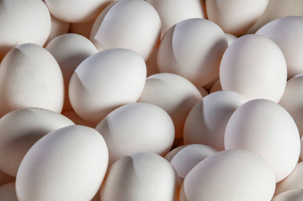 istock Pile of white chicken eggs. 1145921374