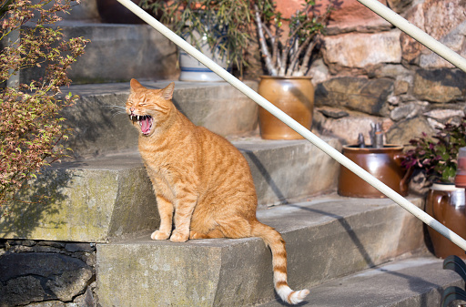 reddish cat roars on stairs