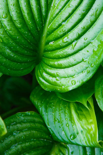 istock Fresh green leaves with water drops gardening 1145926631