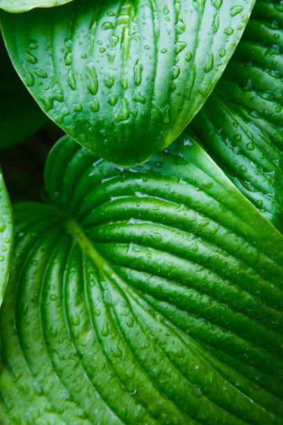 istock Fresh green leaves with water drops gardening 1145926677