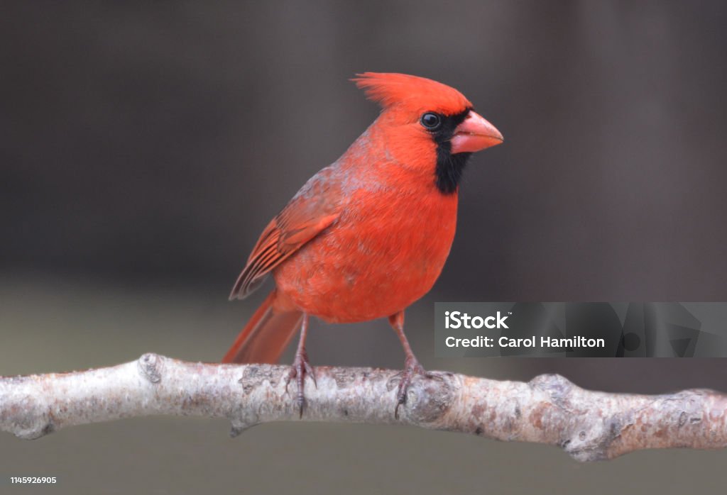 Northern Cardinal bird A male Northern Cardinal sits perched on a branch Cardinal - Bird Stock Photo