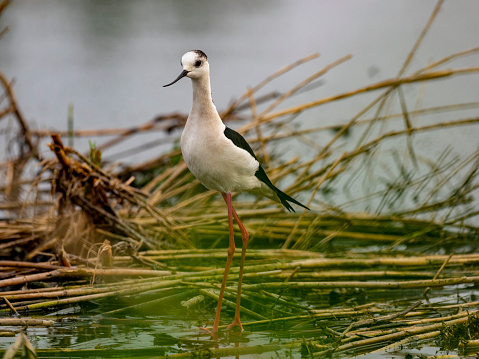 Cavaliere d'Italia bird in a lake