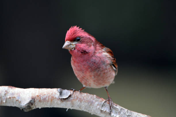 istock Purple Finch 1145927159