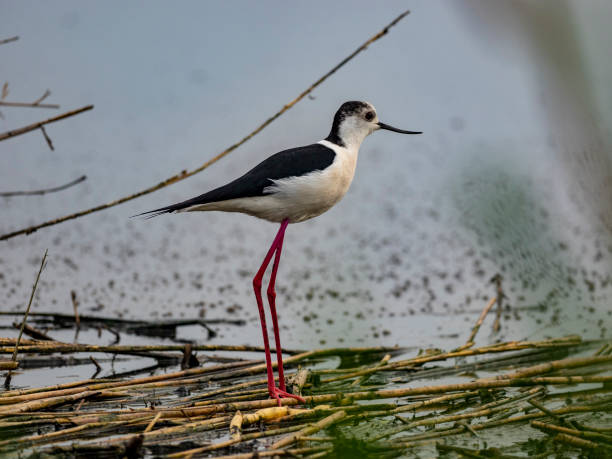 istock Cavaliere d'Italia bird in a lake 1145927766