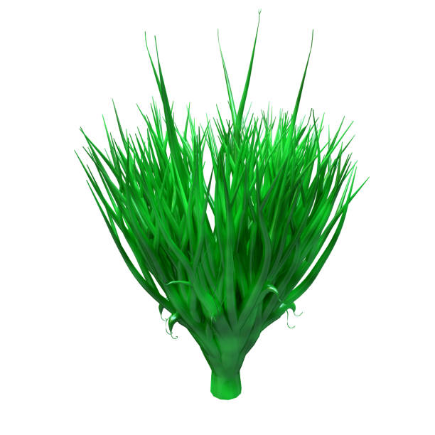 spirulina-pflanze, unterwasser-algen, reich an eiweiß und leistungsfähige antioxidantien. algen isoliert auf weißem hintergrund. 3d rendering - wheatgrass nutritional supplement antioxidant grass stock-fotos und bilder