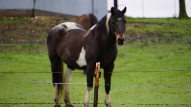 istock Horses in Iowa 1145930178