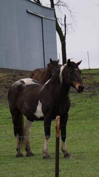 istock Horses in Iowa 1145930195