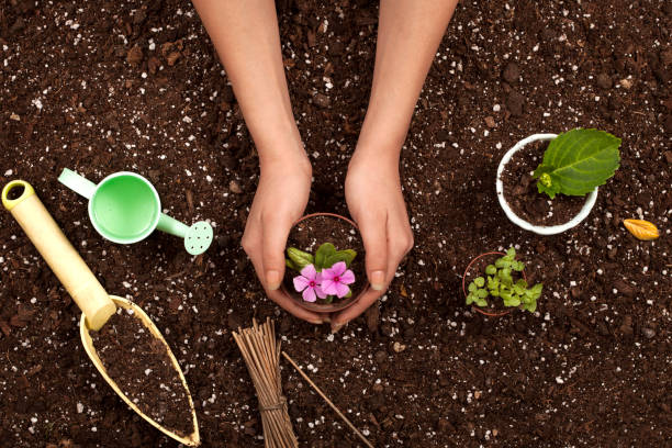 istock hobby gardening hands with flower pot 1145930991