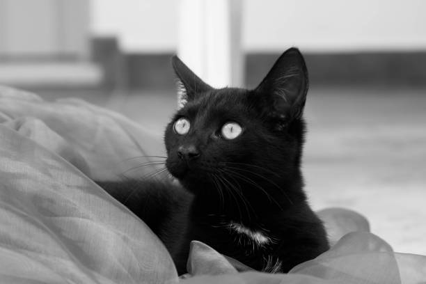 the cat looks into the distance black and white photo the cat looks into the distance black and white photo screen saver photos stock pictures, royalty-free photos & images