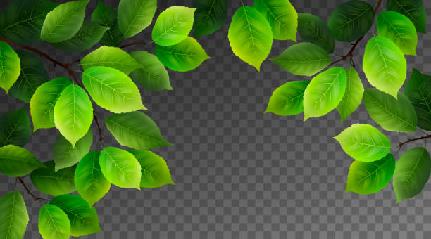 ilustraciones, imágenes clip art, dibujos animados e iconos de stock de hojas verdes. fondo realista verano - elm leaves