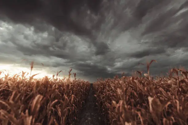 pathway in the middle of withered cornfield in front of dramatic sky. Selective focus