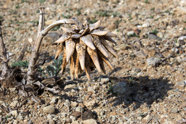 Beautiful wildlife of Greece dried flower in the desert