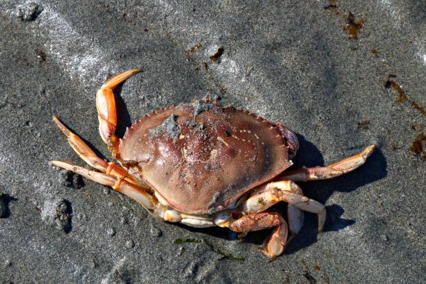 istock Dungeness crab on wet sandy beach on Vancouver Island 1145939517