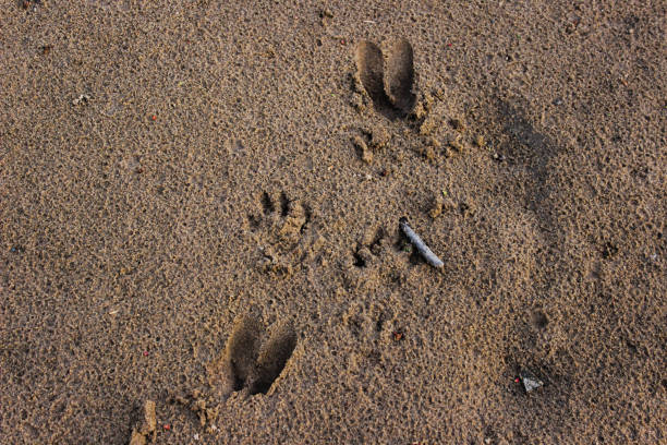Tiger pug marks in the morning on a sandy road trail on a safari in Asia