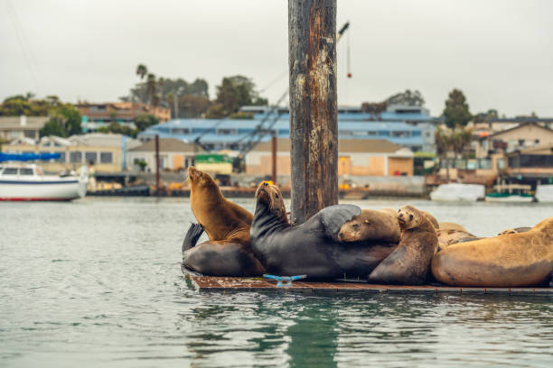 istock Sea Lions on a Floating Dock, Morro Bay Harbor, California 1145940381