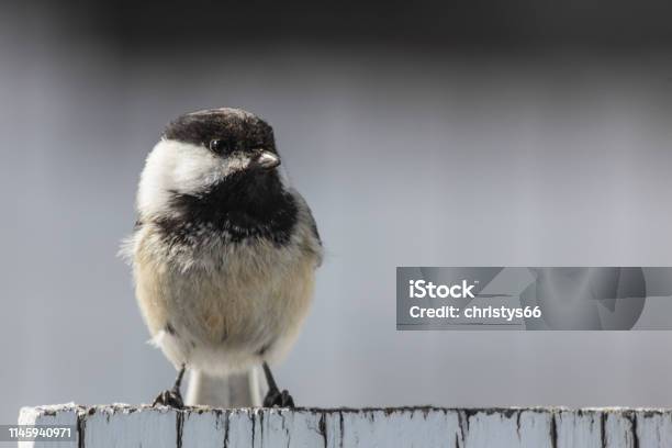 Blackcapped Chickadee Stock Photo - Download Image Now - Alberta, Animal, Animal Wildlife