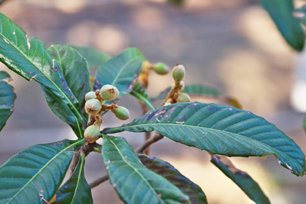 Fruit of the loquatYoung Siwa Fruit