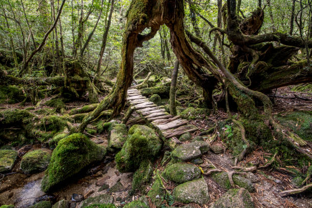 Rock trail going through old cedar in moss forest, Yakushima Island.