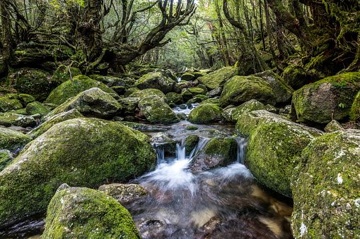 Stream flowing through moss covered boulders in an old growth cedar forest, of Ykushima Island in Japan.