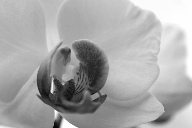 istock Purple in White orchid 1145942715