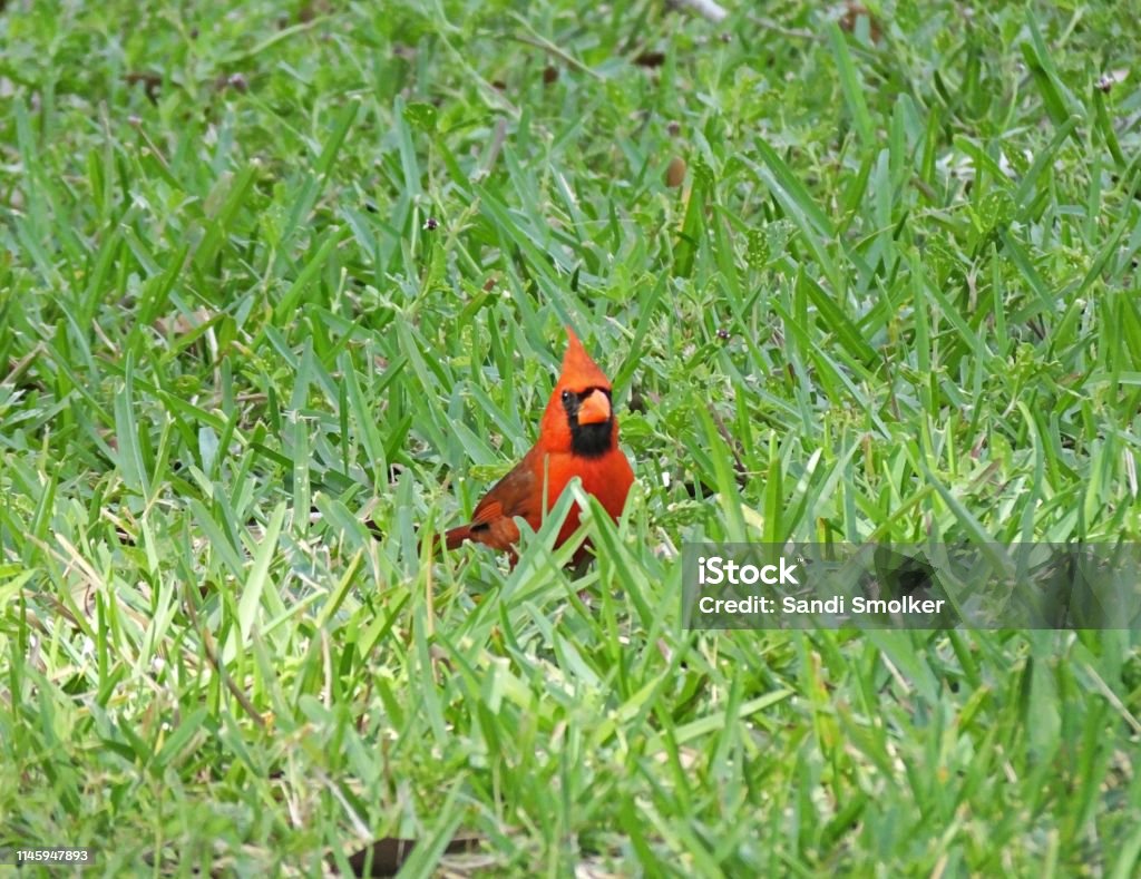 Northern Cardinal (Cardinalis cardinalis) in the grass Northern Cardinal in the grass Animal Wildlife Stock Photo