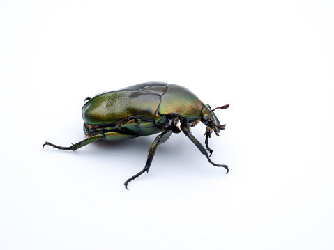The beetle was photographed on a white background.