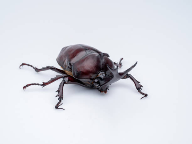 istock Japanese Rhinoceros Beetle. 1145948032