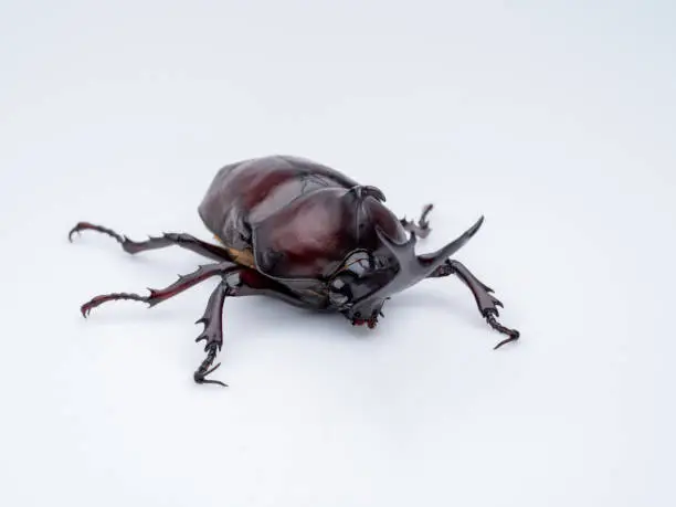 Photo of Japanese Rhinoceros Beetle.