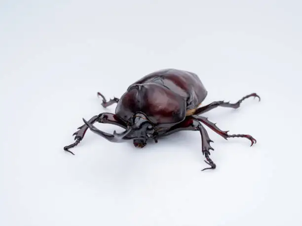 Photo of Japanese Rhinoceros Beetle.