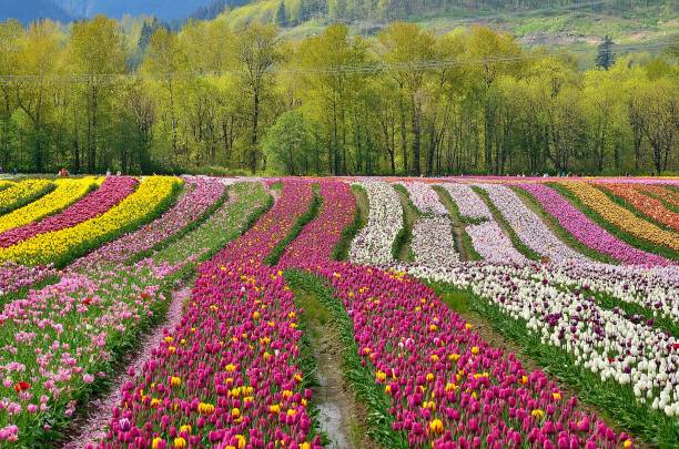 Tulip fields stock photo